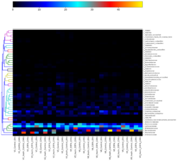 Figure 1. Heatmap of Top 50 DNA Taxonomic Families. This heatmap displays the relative abundances of the top 50 bacterial species. The heatmap uses colour gradients to represent data, with each row indicating a different taxonomic species and each column representing one of the volunteers’ samples. Colours range from cool to warm, signifying low to high abundance. The taxonomic families of interest are all located towards the bottom of the heatmap with the most interesting families being Prevotellaceae, Bacteriaceae and Bifidobacteriaceae. A clear legend is provided at the top of the plot to assist with identifying relative abundances.